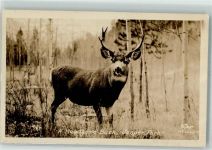 Hirsch A Handsome Buck Jasper Park Kanada Jagdtier Foto AK