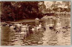 Antwerpen Anvers Schwäne auf den großen Teich Zoo