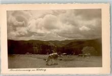 79868 W7828 Feldberg , Schwarzwald - Kühe
