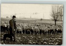 Schafe Hund Pfeife Hirte Foto AK