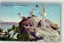 Bird Island Great Salt Lake Möwe