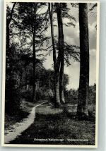 23746 W2436 Kellenhusen Ostsee Gebrauchsspuren Waldpromenade
