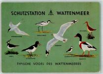 Schutzstation Wattenmeer Typische Vögel Möwe