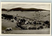 79674 W7868 Todtnauberg Foto AK Kuh