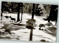 87534 W8974 Steibis Foto AK Wintermorgen Winter Schnee Reh Wald Ort lt. Verlag