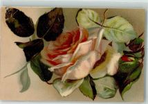 Rose P.M.B. Ser. 4394 Stillleben