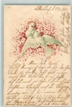 Taube 1901 Lithographie