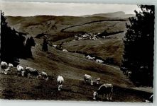 79674 W7868 Todtnauberg Foto AK Kühe