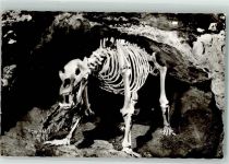 Teufelshöhle mit Höhlenbär Höhle