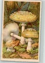 Pantherwustling Pilz