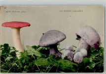 Roter Täubling giftig Lila Dickfuß ungeniessbar Pilz 1912