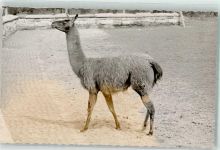 W4600 Dortmund Lama Ort handschriftlich Zoo FOTO KEINE AK