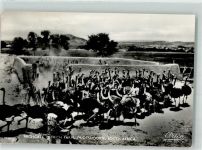 Oudtshoorn Strauß Farm Vogel Foto AK