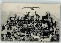 Steinbock Bergtiere Adler Jagdtiere Falke Raubvögel Bär