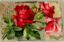 sign. Klein, C. Rose 1904 Künstlerkarte