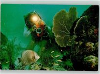 Gray angelfish Taucher 1971