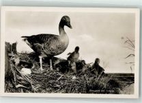 W5300 Bonn Graugans mit Jungen Reichsmuseum König Ente Foto AK