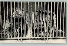 Paris Museum d`Histoire Naturelle Tiger A. L. 230 Tiger