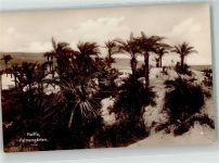 Haifa FOTO KEINE AK Palmengarten Trinks-Bildkarte Reihe 701 Bild 6