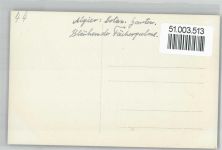 Alger Algier - Stereofoto, Blühende Fächerpalme im Botanischen Garten