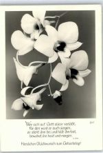 Orchideen Blume