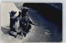 Paris , Bären Zoo