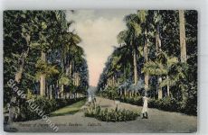 Calcutta Kalkutta - Avenue of Palms Botanical Gardens