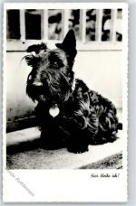 Foto-Karte Hund