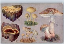 Pilz