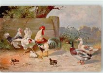 Hahn Huhn Küken Ente Schönian, A. Künstlerkarte