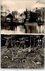 09385 O9151 Ursprung b Lugau, Erzgeb - Damhirschzucht in der Kupfermühle