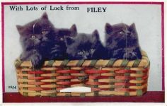 Filey - Filey (Großbritannien) Leporello Katzen II (Einriss bei Leporello-Abdeckung)