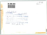 83666 W8176 Schaftlach FOTO KEINE AK Kirche Maibaum Ort handschrfitlich Foto Original aus Archiv eines Ansichtskartenverlags