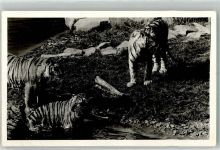 W4600 Dortmund Tigergehege im Dortmunder Zoo Ort handschriftlich Tiger FOTO KEINE AK