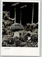 Fliegenpilze Pilz Foto AK