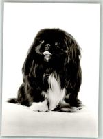 W7440 Nürtingen Pekinensenzucht in der Braike Pekinese Foto AK