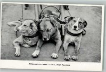 Flämisches Milchwagen-Team Hundekarren
