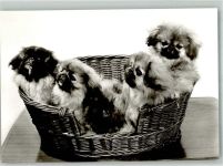 W7440 Nürtingen Pekinensenzucht in der Braike Pekinese Foto AK