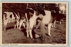 Friesland Landwirtschaft Melkerin AK Kuh