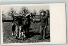 Pferd