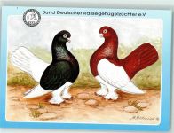 B.D.R.G. Rassegeflügelzüchter Kasaner Tümmler sign. Holdenried Taube Künstlerkarte