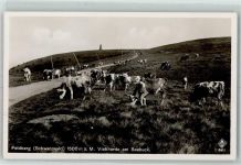 79868 W7828 Feldberg , Schwarzwald - Vieherde am Seebuck
