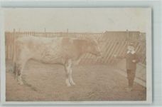 Zuchtbulle Kuh Privatfoto AK