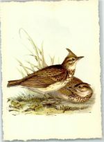 Haubenlerche AK Vogel Künstlerkarte