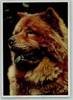 Verlag Carl Werner Nr. 103 AK Chow Chow Gebrauchsspuren