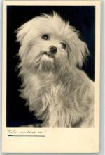 Gehn wir heute aus? Yorkshire Terrier 1940 Foto AK