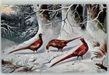 Fasan T.S:N.Serie 1824 Vogel