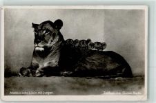 W1000 Tiergarten Abessinische Löwin mit Jungen Zoo Foto AK
