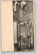 Brüssel Bruxelles Museum Royal Historie Naturelle Skelett