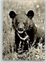 Kragenbär Bär Foto AK